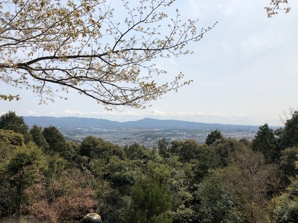 桜と山.jpg