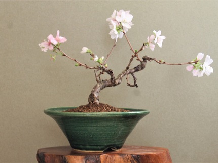 自作の鉢と四季桜盆栽.jpg